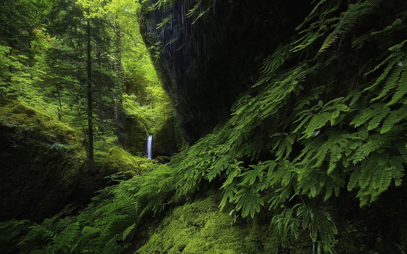 nature, waterfall, ferns, 720P, moss, landscape, Oregon, hills, trees, green, forest