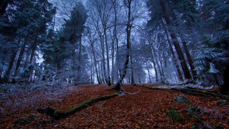 2K, leaves, forest, moss, landscape, ice, ferns, nature, wood, trees, fall, branch