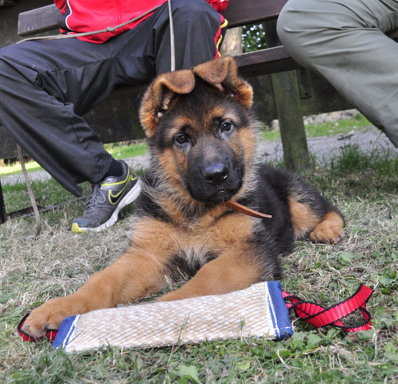 one animal, german, bench, outdoors, Puppy, adult, canine, grass, domestic, sitting, brown, beside, pets, German Shepherd, mammal, people, domestic animals