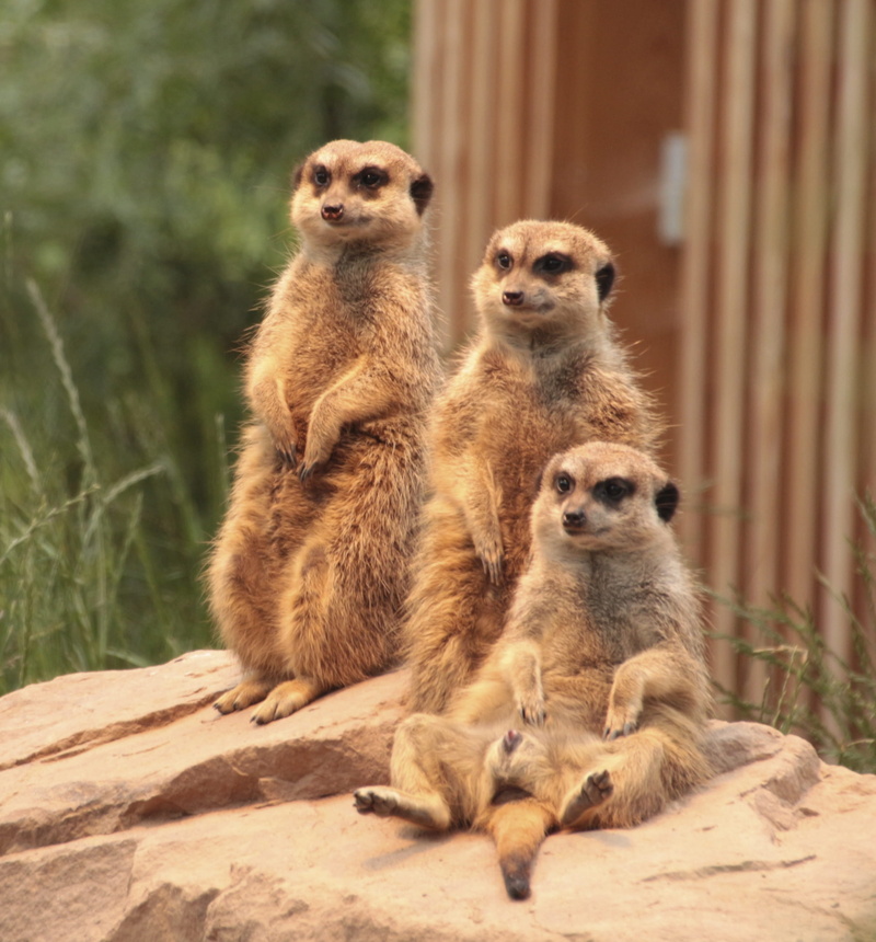 animal family, group of animals, creature, vigilant, attention, nature, looking, animal, curious, animal portrait, animals, rodent, security, animal themes