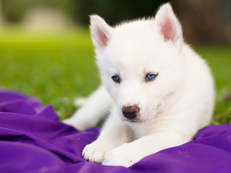 dog, Siberian, 2K, white, baby, eyes, puppy, Husky, blue
