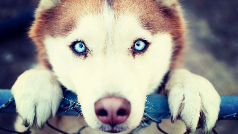 1080P, blue eyes, Siberian Husky, dog, animals