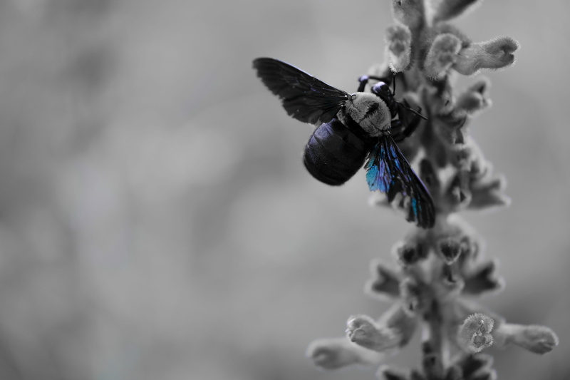 insect, indonesia, day, apidae, selective focus, nature, focus on foreground, 5K, flowering plant, bumblebee, fragility, animal, bird, blossom, motion