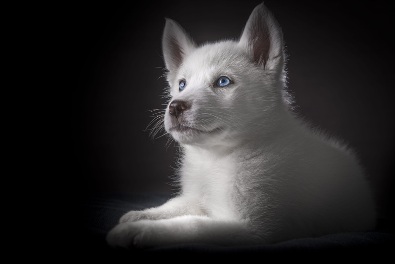 puppy, small, looking, dogs, 5K, baby, puppies, close-up, white husky, mammal, pet, domestic, blue eyed husky, young animal, sitting, animal, no people
