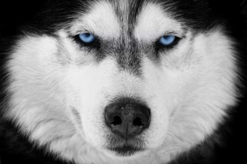 one animal, black background, looking at camera, purebred dog, siberian husky, close-up, portrait, animal head, animal nose, dog, studio shot, indoors