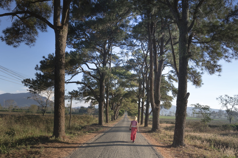 year, full length, the park, neck, growth, lifestyles, travel, top pine, the way forward, sunshine, gia lai, country, favorite, plant, land, old, summer