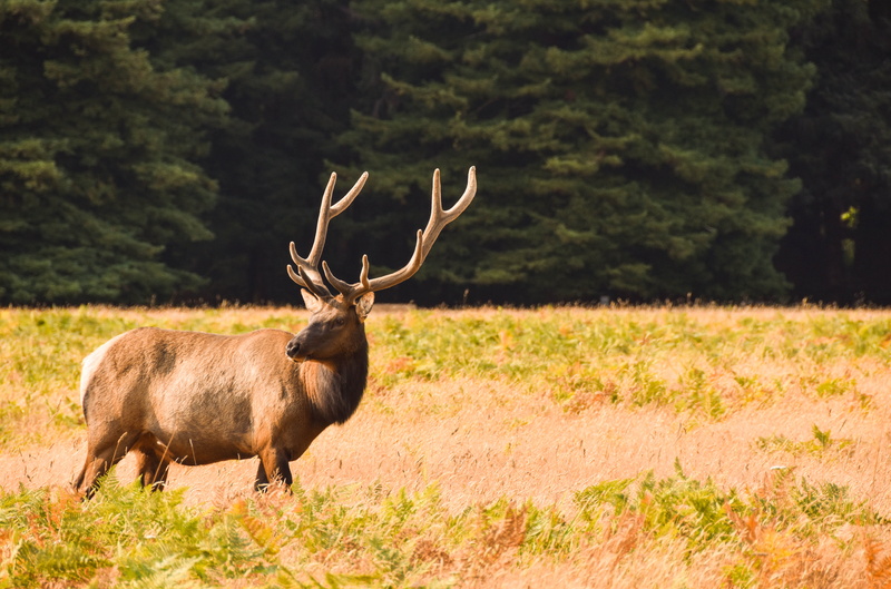 outdoors, animal wildlife, horned, one animal, mammal, animal, wildlife, day, elk, deer, nature, vertebrate, antler, forest, redwood national park - kuechel visitor center