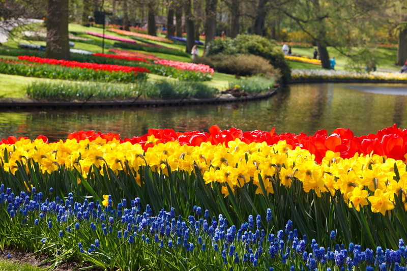 flowers, vulnerability, growth, gardens, water, flowering plant, colorful, flower head, body of water, day, yellow, beauty in nature, inflorescence, visitors