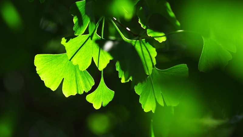 ginkgo, leaves, biloba, ginkgo biloba, green, 1080P