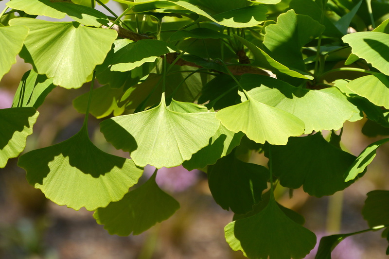 leaf images, sunlight, food and drink, outdoors, leaf, tree images, ginkgo leaf, no people, day, ginkgo tree, 2K, leaf pictures, branch, focus on foreground