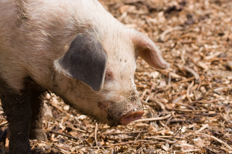 domestic Pig, mud, farm, head, snout, land, pork, no people, domestic animals, young Animal, one animal, outdoors, animal wildlife, pink, livestock, field