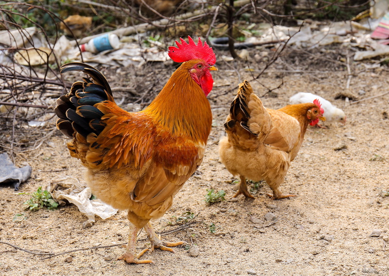 chicken - Bird, mammal, farm, day, big cock, chicken, animal themes, bird, livestock, cock, pets, flower cock, food, rural Scene, outdoors, no people, hen