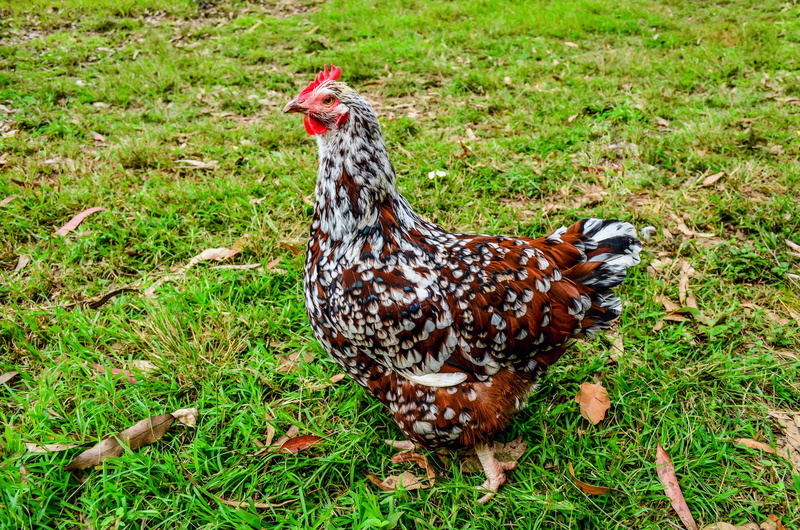 female, farming, lawn, green, white, bird, one animal, chicken, daytime, field, 2K, rural, nature, vertebrate, farm, meadow, poultry farming, beak, no people