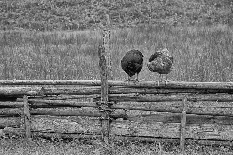 wooden post, day, plant, food, feather, fence, chicken farm, no people, animal themes, grass, chicken, organic, agriculture, landscape, meat, vertebrate