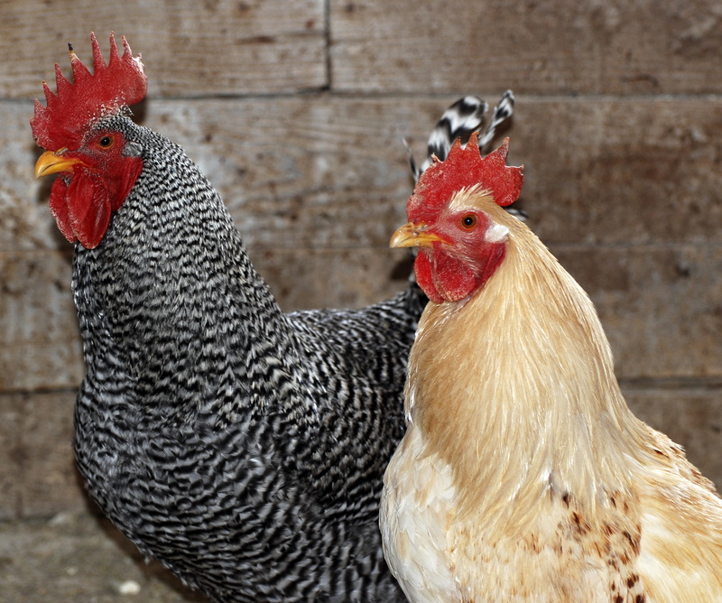 beige, farmyard, livestock, s, vertebrate, two, nature, outdoors, cockerel, chicken farm, healthy, chicken, fowl, hen, meat, food, poultry, bird, domestic animals