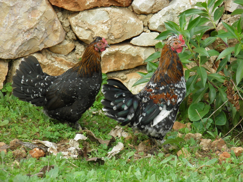 growth, rock, field, outdoors, nature, fowl, bird, agriculture, animal family, solid, farm, Poultry, group of animals, hen, animal, Bantams, Dutch, rural
