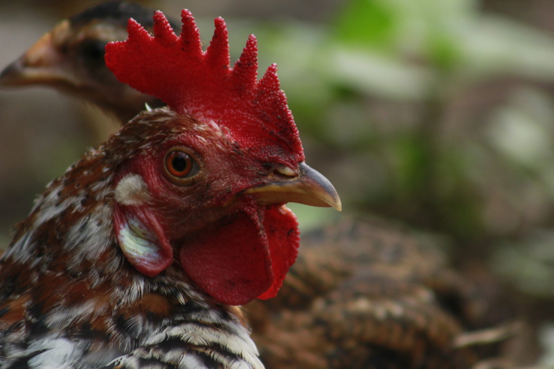 livestock, fowl, animal eye, family, cock, bird, domestic, pets, redcock, outdoors, mammal, chicken, poultry, farm, cockerel, white, plumage, nature, feathers