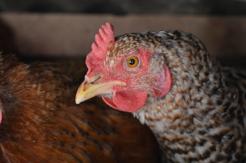 nature, animal themes, Life, rare, pets, 5K, no people, animal head, focus on foreground, feather, Cock, cute, tail, chicken - Bird, domestic Animals