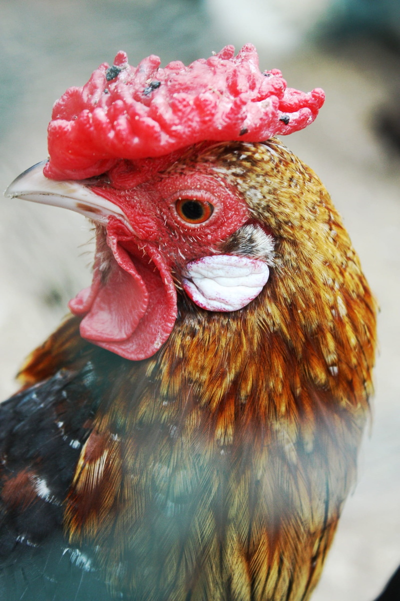 1080P, livestock, pen, poland village, animal themes, hen, domestic, day, pets, animal, focus on foreground, chicken - Bird, domestic animals, food, the hen