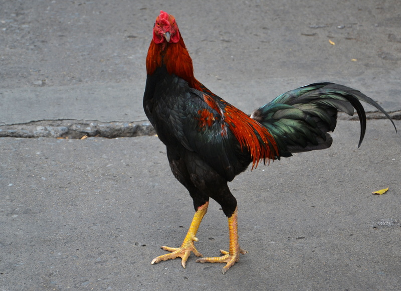 hen, natural, brown, poultry, no people, road, outdoors, 2K, chicken farm, rural, farm, domestic animals, agriculture, surface, alive, day, cockerel, egg