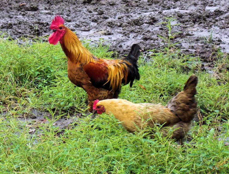 organic, outdoors, poultry farming, mammal, livestock, eating, traditional, farm, plant, nature, organic farming, animal family, domestic animals, 2K