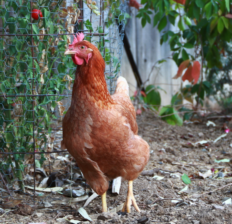 farm, farm animals, domestic, animal themes, focus on foreground, one animal, domestic animals, Hen, field, agriculture, day, no people, Chicken, food