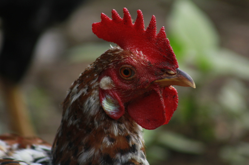 plumage, chicken, animal eye, comb, bird, domestic animals, animal, one animal, food, animal head, profile view, white, domestic, cock, focus on foreground