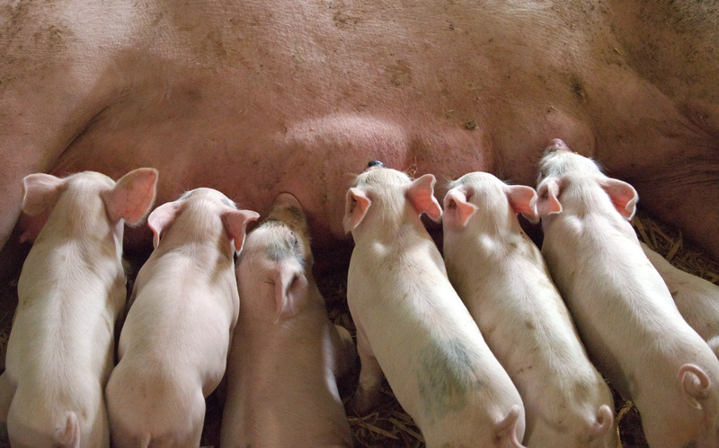 brother, domestic Pig, natural, offspring, four animals, teat, piglets, pets, in a row, family, pork, stable, market, cattle, domestic, snout, swine, domestic animals