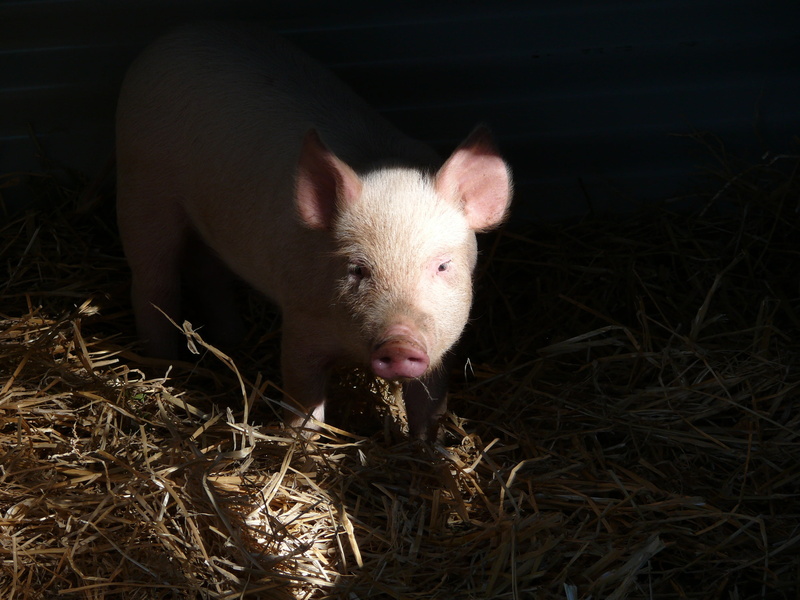 bacon, piglet, face, animal head, pink color, young animal, livestock, farm, straw, one animal, 2K, curiosity, animal themes, trotter, animal, nature