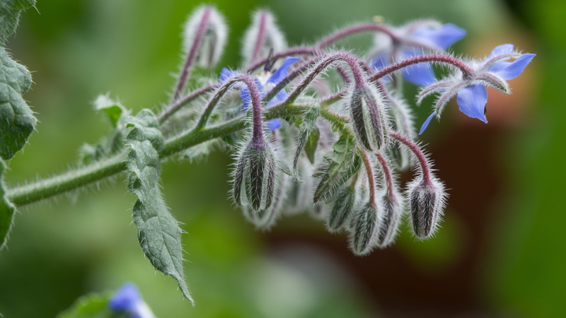 herb, selective focus, freshness, flower head, garden, edible, beauty in nature, plant part, borage, close-up, natural, fragility, spice, growth, colorful
