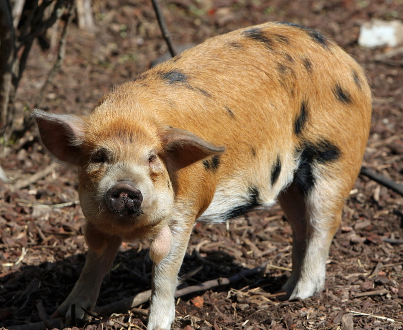 focus on foreground, Pig, mud, photo, farm, brown, young Animal, snout, ginger, day, wild Boar, domestic, 1080P, image, animal wildlife, one animal, no people