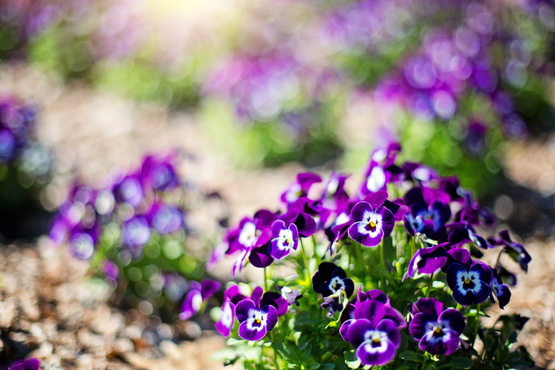 day, vulnerability, summer, growth, blooming, spring, photography, white, inflorescence, flowering plant, focus on foreground, natural, 5K, garden, beauty in nature