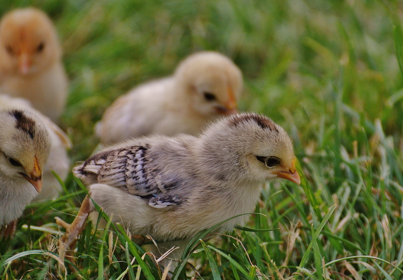 close, close-up, animals in the wild, cute, vertebrate, plant, 4K, cygnet, no people, livestock, animal themes, outdoors, Small, baby Chicken, land, chicken - Bird