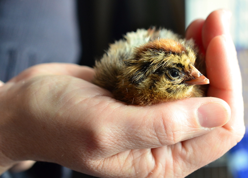 baby Chicken, chicks, holding, young Bird, domestic, animal themes, domestic animals, bird, cute, hand, human body part, close-up, finger, poultry, small