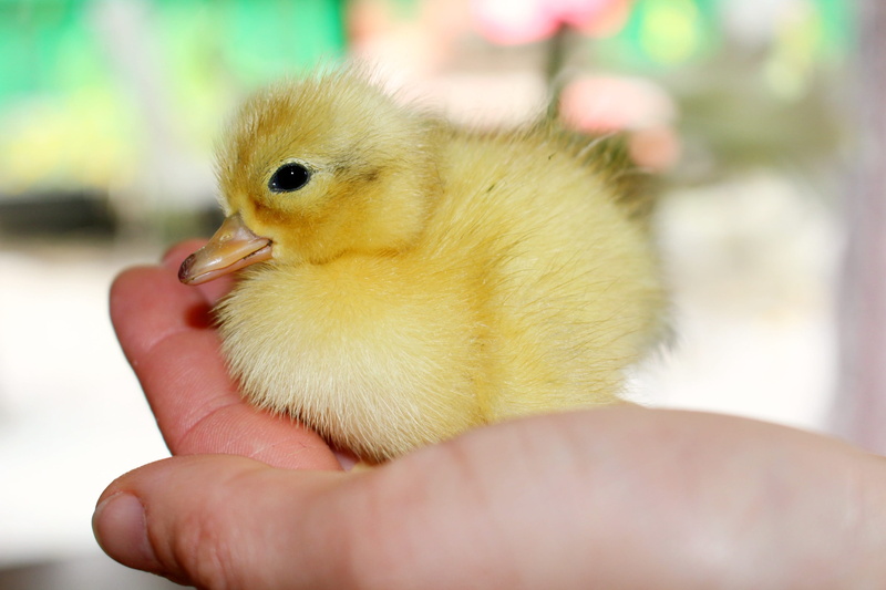 cute, chick, beak, holding, close up, young bird, baby chicken, close-up, care, life, spring, duck, finger, one person, chicken - bird, chicken, vertebrate
