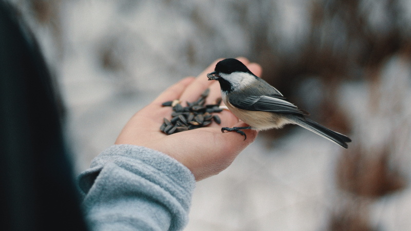 human finger, passerine Bird, animal, close-up, animal themes, outdoors, focus on foreground, nuts, human body part, branch, animal wildlife, white, finger