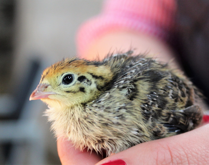 care, holding, focus on foreground, animal, domestic, animal wildlife, bird, black chicken, black, young bird, chick, nature, young animal, little, egg