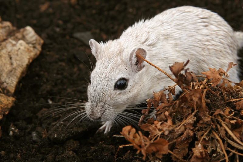 photography, whiskers, day, wild, mice, gerbil, critter, sniff, animal body part, female, eyes, hairy, close, focus on foreground, one Animal, girl, high angle view
