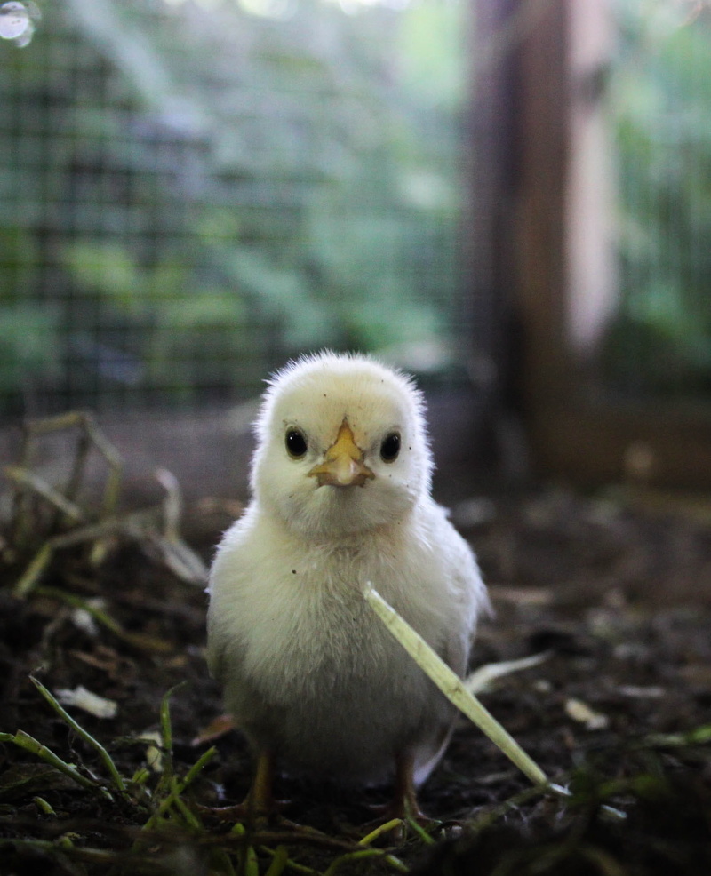 domestic, pets, day, outdoors, new Life, small, animal, Poultry, bird, Hen, young Bird, Chicken, domestic animals, free Range, animal wildlife, animals in the wild