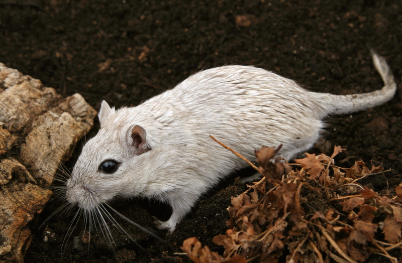 land, 2K, furry, rodent, close-up, animal wildlife, pet, smell, mammal, animals in the wild, hairs, gray, vermin, hairy, closeup, young, Beautiful, Brown