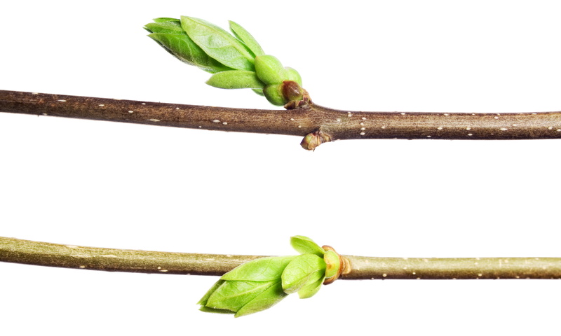 food, no people, seasonal, growth, wellbeing, new, plant, young, healthy eating, plant part, spray, herb, stem, freshness, tree, indoors, green, detail
