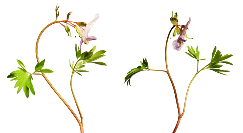little, indoors, studio, fresh, cut out, young, beauty in nature, burst, no people, delicate, plant, bud, springtime, white background, herbs, isolated