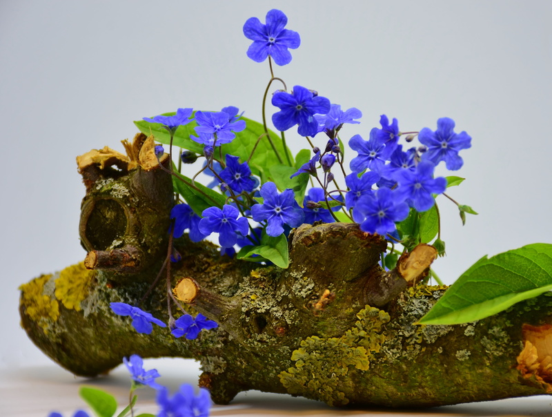 no people, pointed flower, forget me not, freshness, season, ornamental plant, flowers, flower head, plant, wood, ornament, flower, wild flower, petal