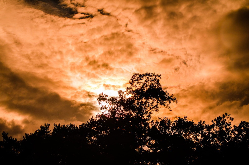 cloudy, 1080P, silhouette, tranquility, seasons, idyllic, dramatic sky, weather, Leaves, Orange, sunlight, low angle view, spring, autumn, Sunset, sky