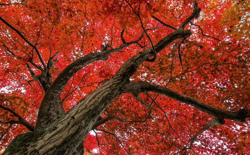 Tree, leafed, treeoflife, nature, Life, redleaves, Reyes, Rafael, plant, growth, Japan, trunk, full frame, momiji, maple tree, Leaves, scene, tranquility