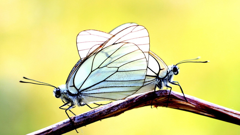 bright, nature, wings, insect, 1080P, macro, butterfly, yellow, animals