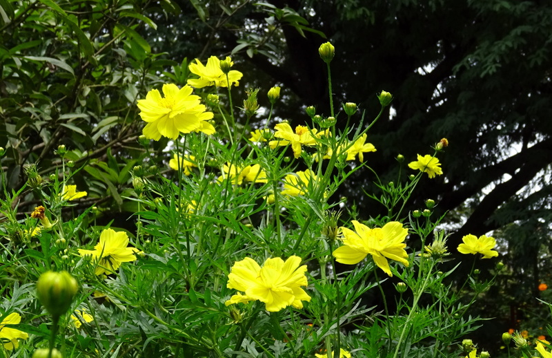 inflorescence, land, india, flower head, sulfur cosmos, beauty in nature, freshness, fragility, flowering plant, flora, yellow cosmos, bloom, no people