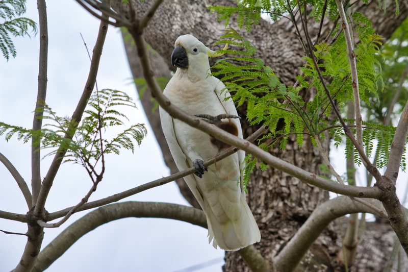 5K, fauna, parrot, tree, one animal, perching, tropical, animals in the wild, animal themes, full length, branch, day, nature, sulfur-crest, no people