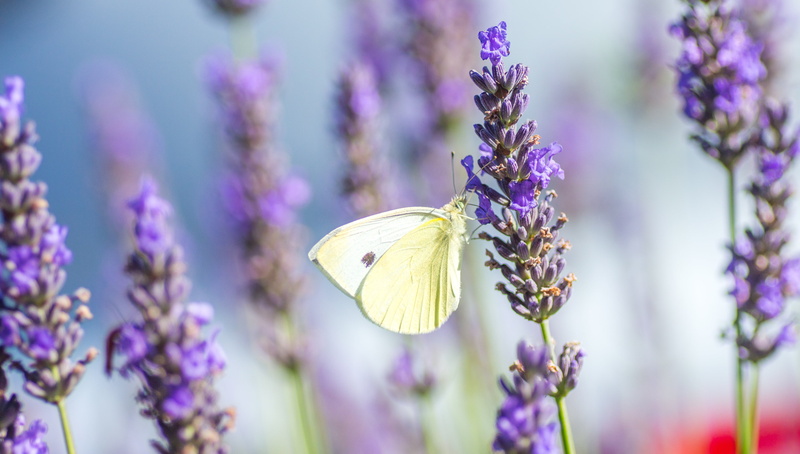 wing, purple, violet, insects, animal wildlife, flowerbed, focus on foreground, lavender, selective, invertebrate, butterfly - insect, flowering plant