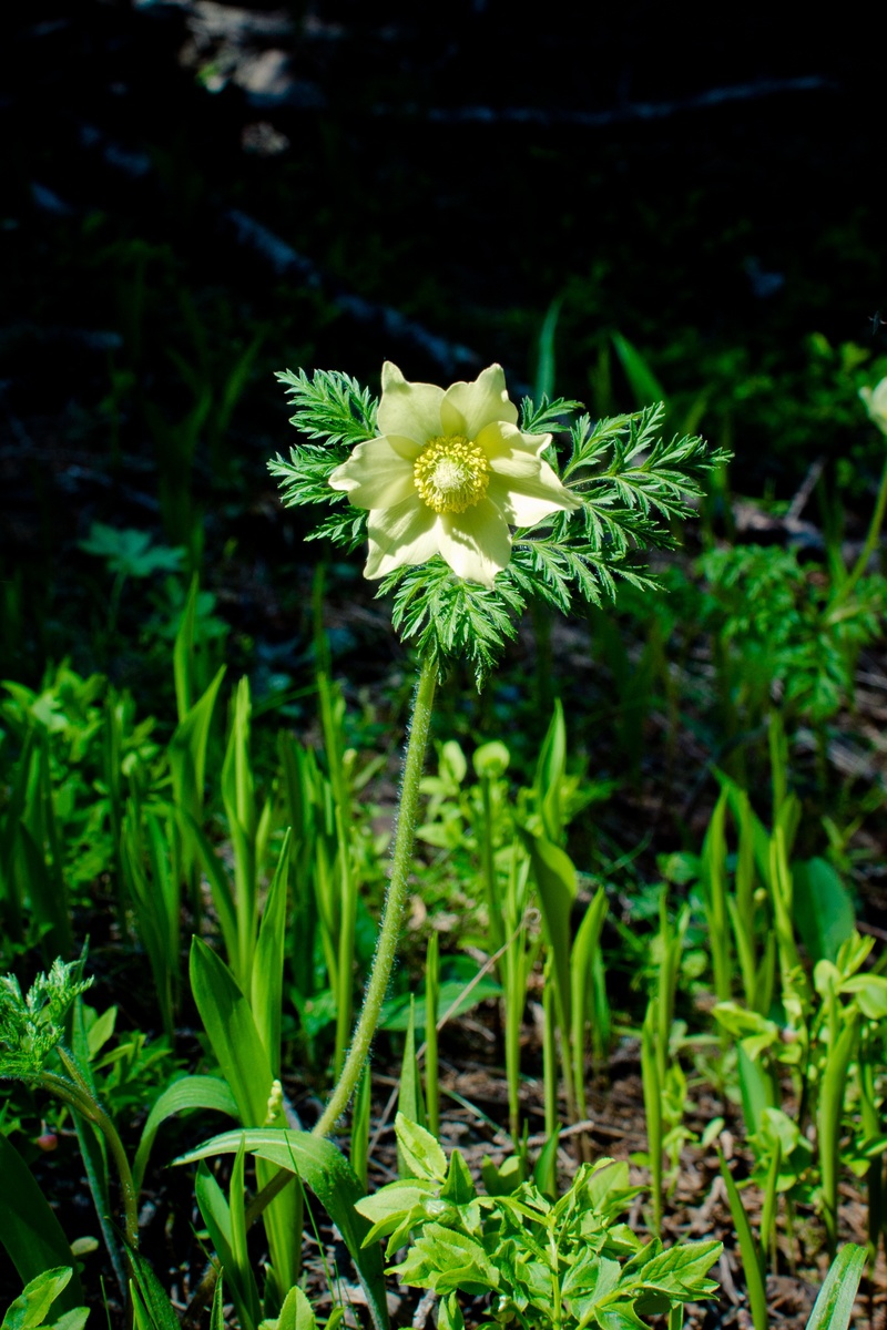 land, field, yellow pulsatilla alpina, inflorescence, petal, petals, green color, plant, beauty in nature, close-up, pasqueflower, growth, blossom, flowering plant